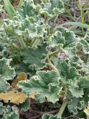 Ecballium elaterium