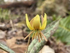 Erythronium