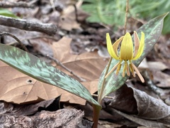 Erythronium