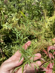 Dichanthelium microcarpon