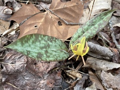 Erythronium
