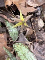 Erythronium
