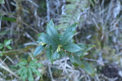 Daphne arisanensis