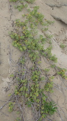 Tetragonia decumbens