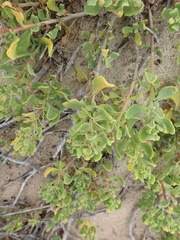 Tetragonia decumbens
