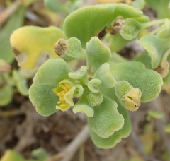 Tetragonia decumbens