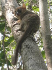 Microcebus murinus