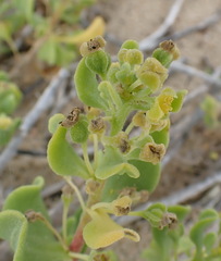 Tetragonia decumbens