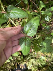 Eupatorium pilosum