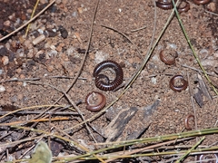 Leptogoniulus sorornus