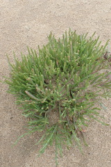 Salicornia littorea