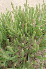 Salicornia littorea