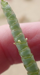 Salicornia littorea