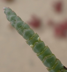 Salicornia littorea