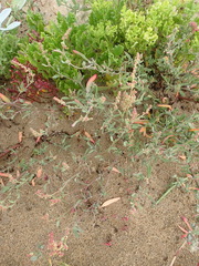 Atriplex vestita
