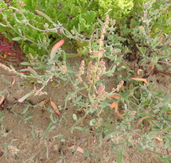 Atriplex vestita