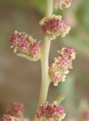 Atriplex vestita