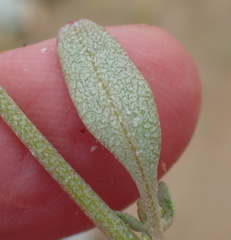 Atriplex vestita