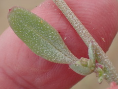Atriplex vestita