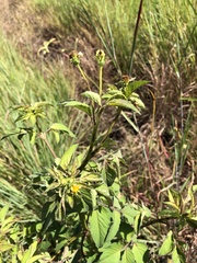Bidens pilosa