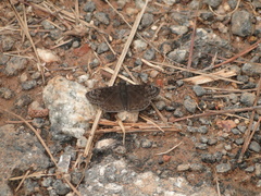 Erynnis horatius
