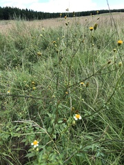 Bidens pilosa