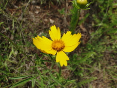 Coreopsis grandiflora