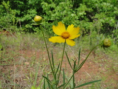 Coreopsis grandiflora