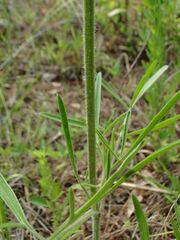 Coreopsis grandiflora