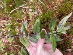 Eupatorium pilosum