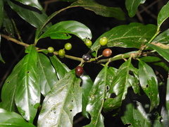 Aidia cochinchinensis