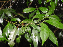 Aidia cochinchinensis