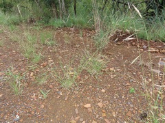Aristida congesta barbicollis
