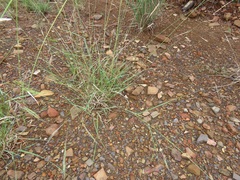 Aristida congesta barbicollis