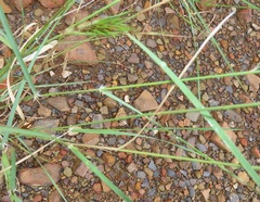 Aristida congesta barbicollis