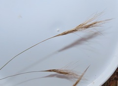 Aristida congesta barbicollis