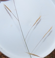 Aristida congesta barbicollis