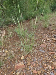 Aristida congesta congesta