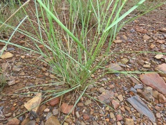 Aristida congesta congesta