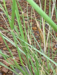 Aristida congesta congesta