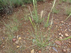 Aristida congesta congesta
