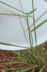 Aristida congesta congesta