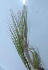 Aristida congesta congesta