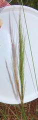 Aristida congesta congesta