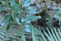 Lonicera acuminata