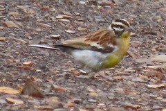 Emberiza flaviventris