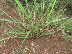 Urochloa brizantha