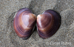 Eucallista purpurata