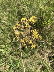 Helichrysum nudifolium
