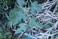 Rubus taitoensis